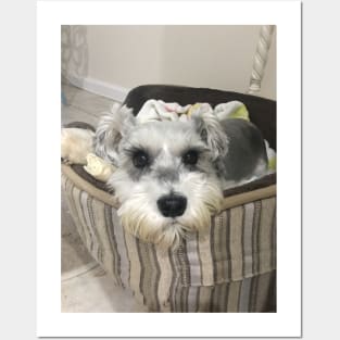 Cute Schnauzer Posters and Art